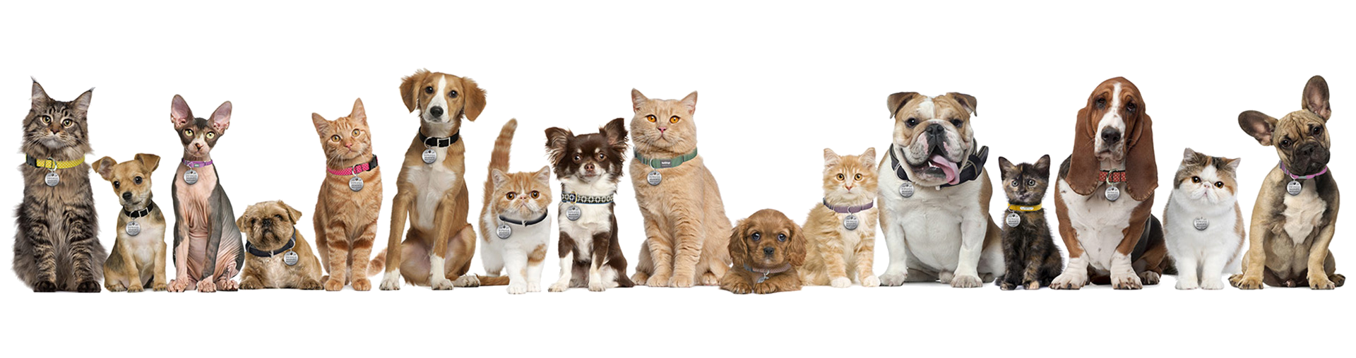 Pet Banner